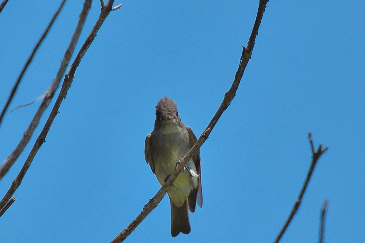 Eastern Wood-Pewee - ML635489953
