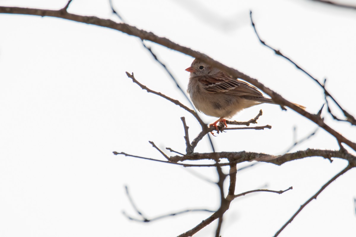 Field Sparrow - ML635489954