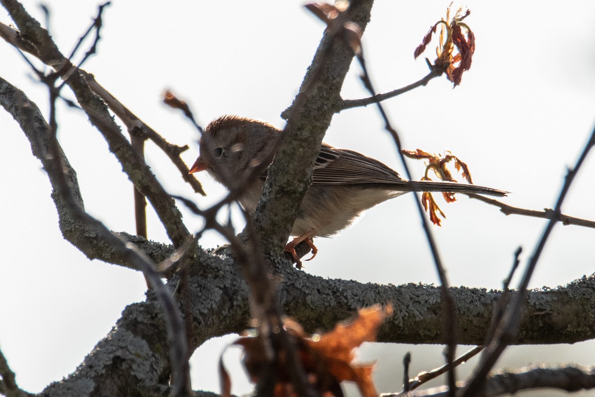 Field Sparrow - ML635489955