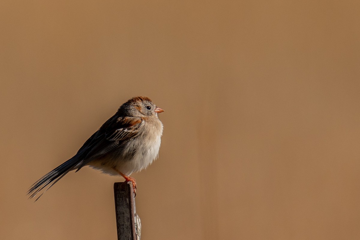 Field Sparrow - ML635489956