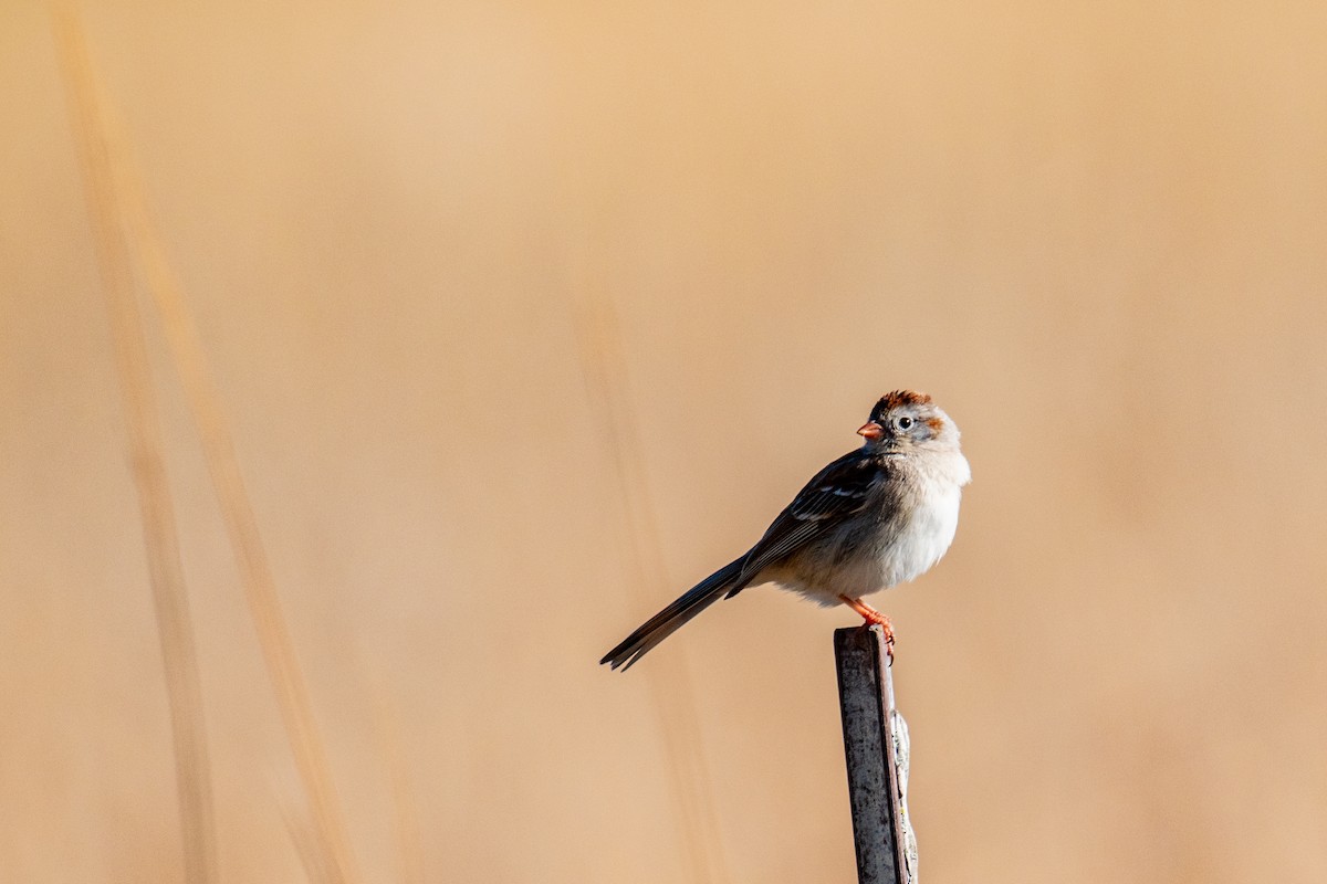 Field Sparrow - ML635489957