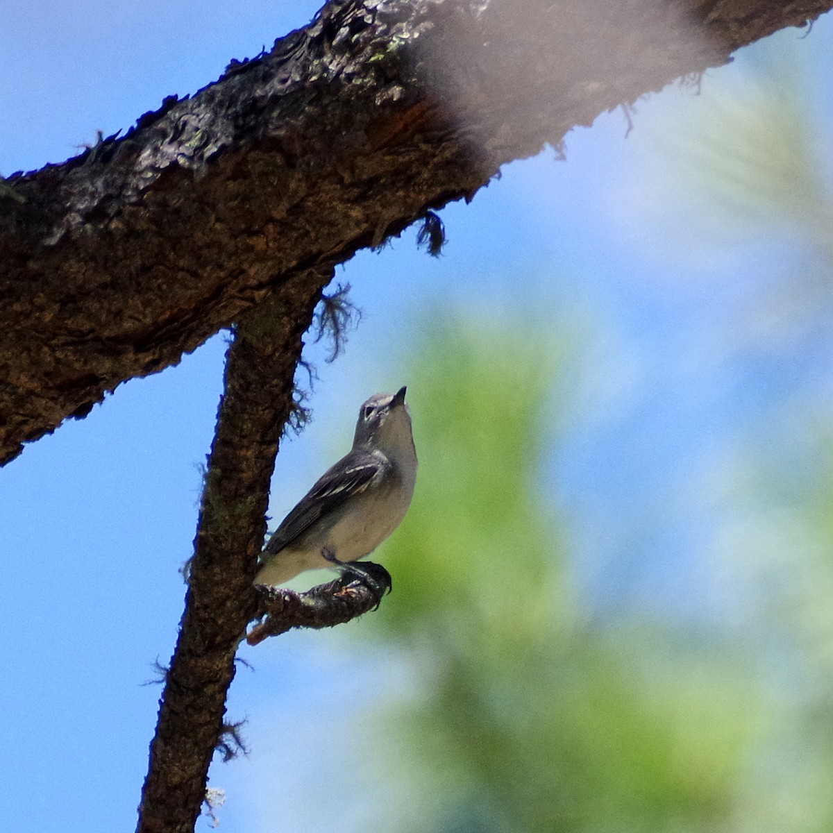 Plumbeous Vireo - ML635489959