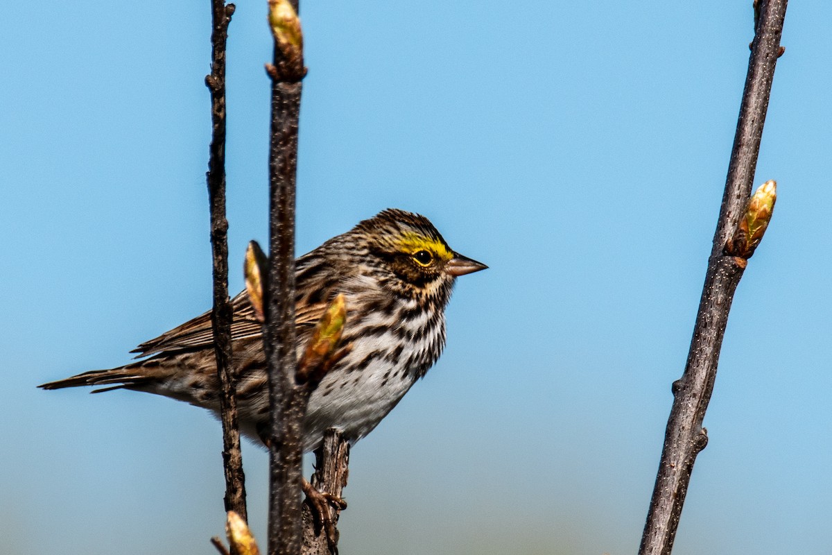 Savannah Sparrow - ML635489974