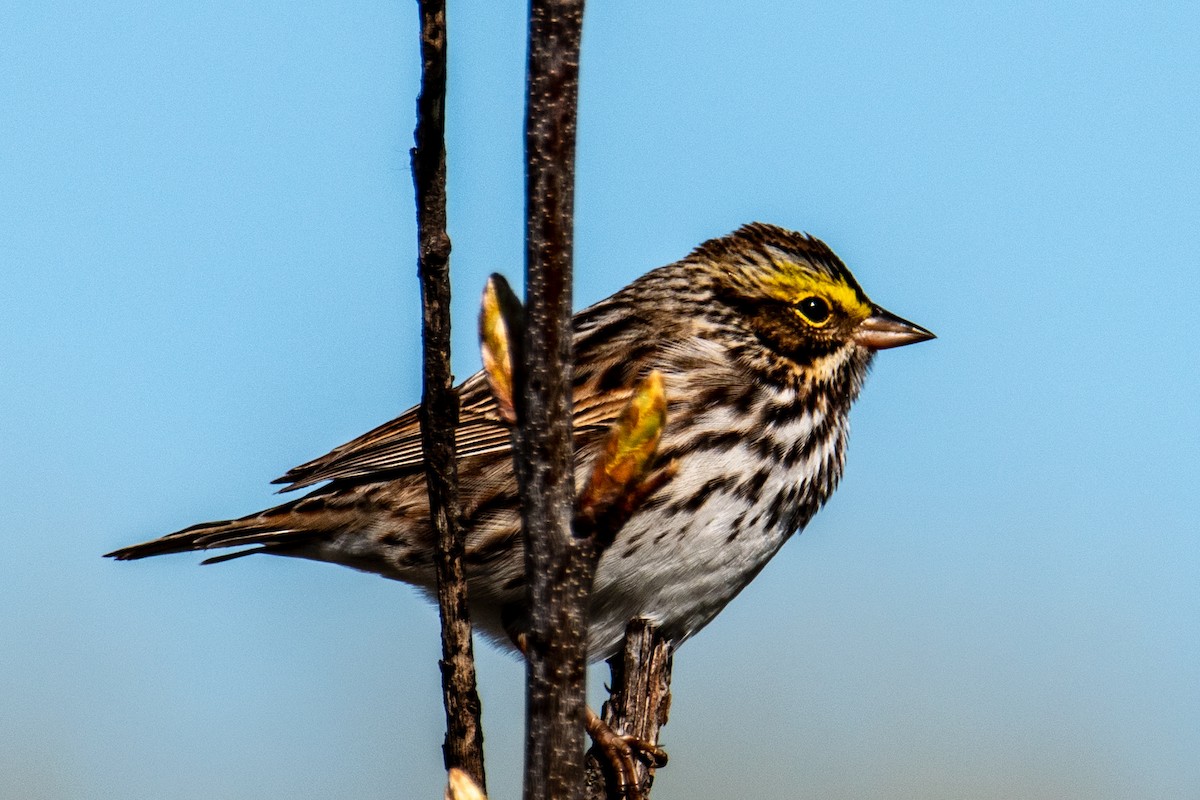 Savannah Sparrow - ML635489975