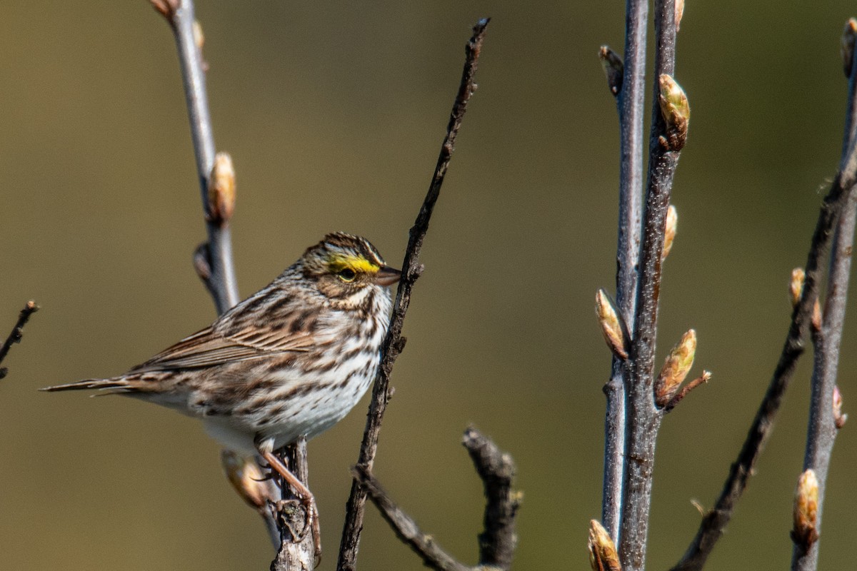 Savannah Sparrow - ML635489976