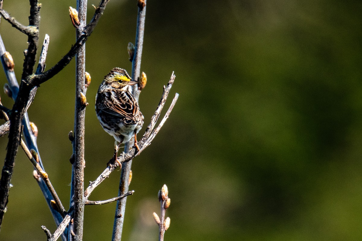 Savannah Sparrow - ML635489977