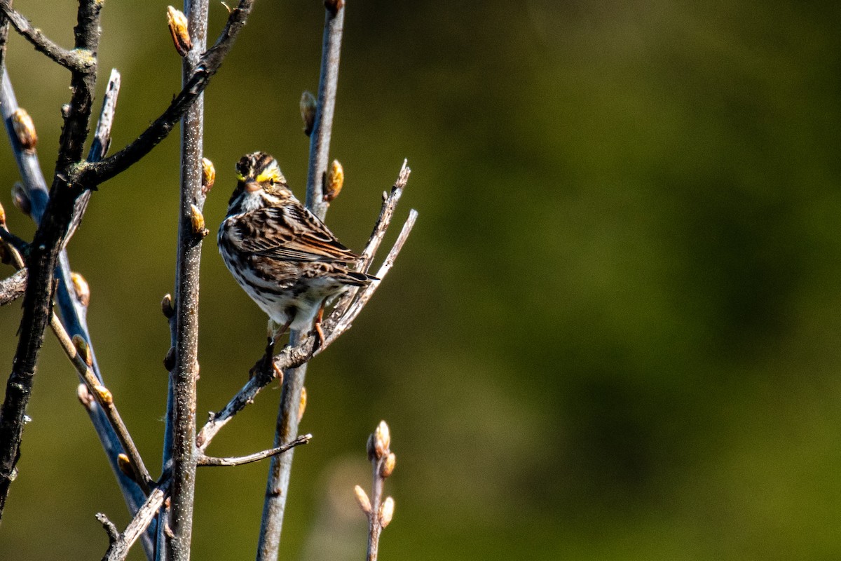 Savannah Sparrow - ML635489978