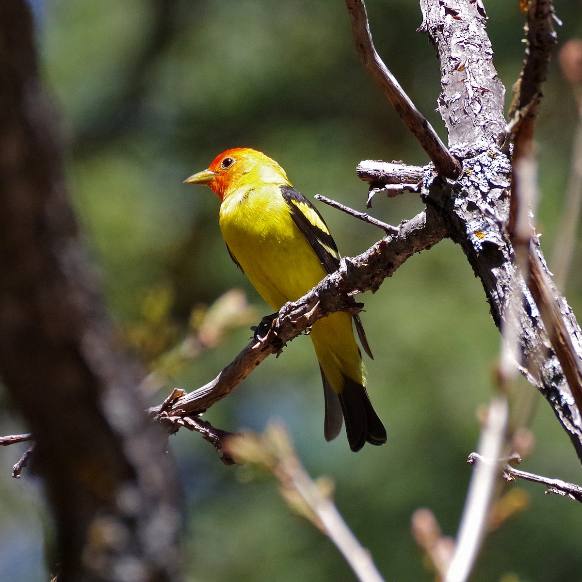 Western Tanager - ML635490000