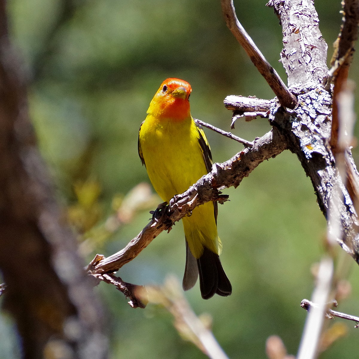 Western Tanager - ML635490001