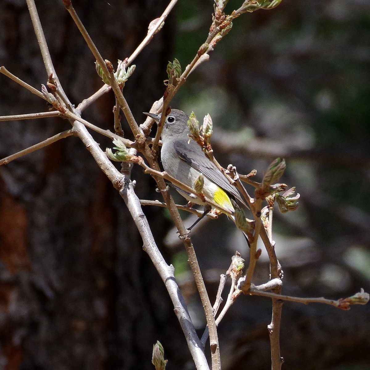 Virginia's Warbler - ML635490013