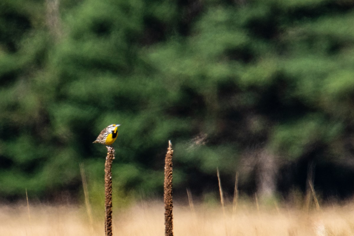 Eastern Meadowlark - ML635490030