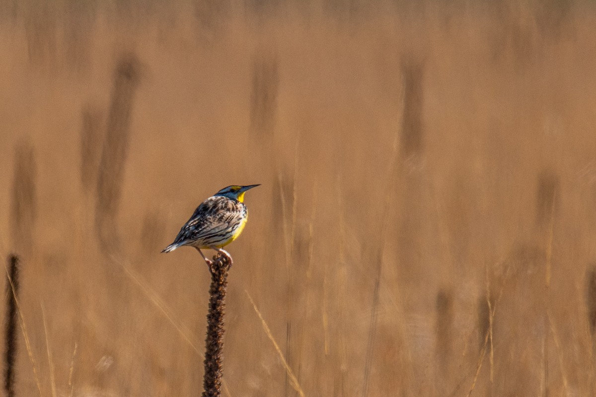 Eastern Meadowlark - ML635490031