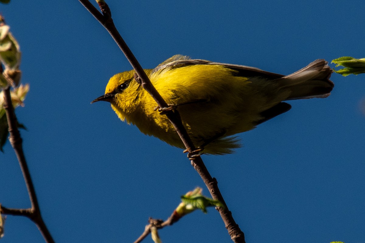 Blue-winged Warbler - ML635490075