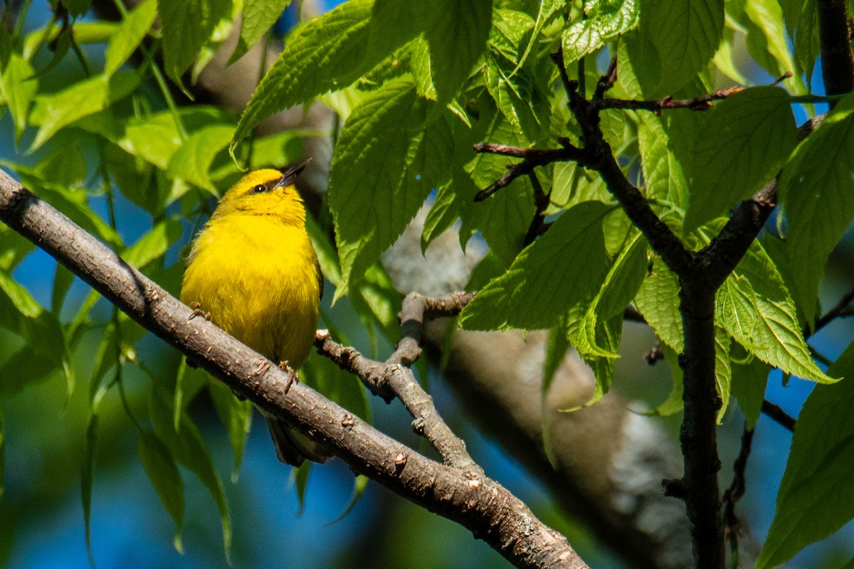 Blue-winged Warbler - ML635490076