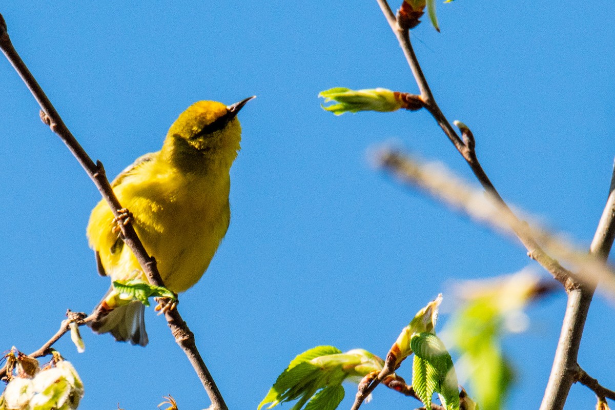 Blue-winged Warbler - ML635490077