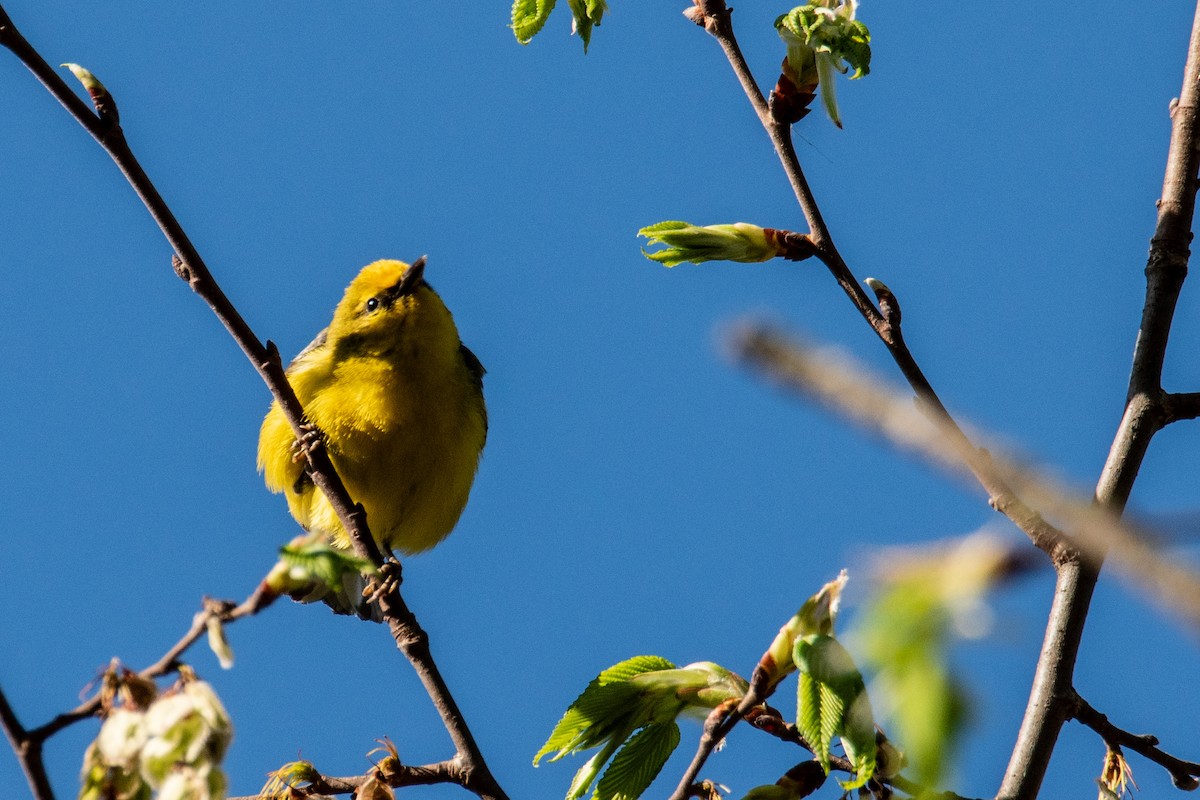 Blue-winged Warbler - ML635490079
