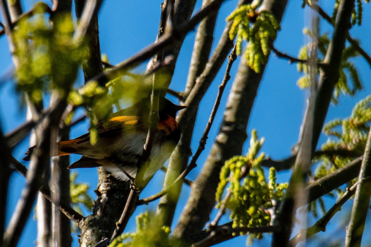 American Redstart - ML635490101
