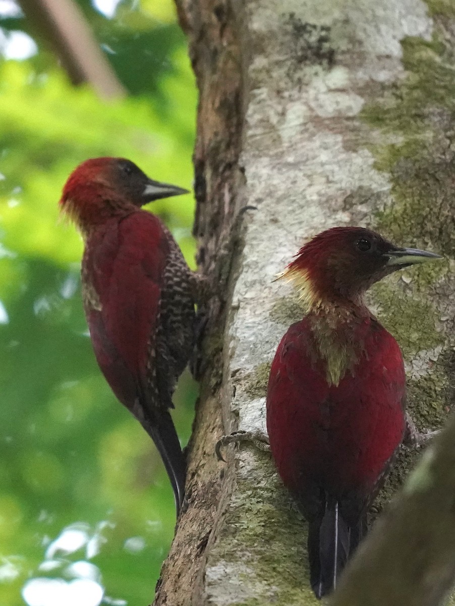 Banded Woodpecker - ML635490108