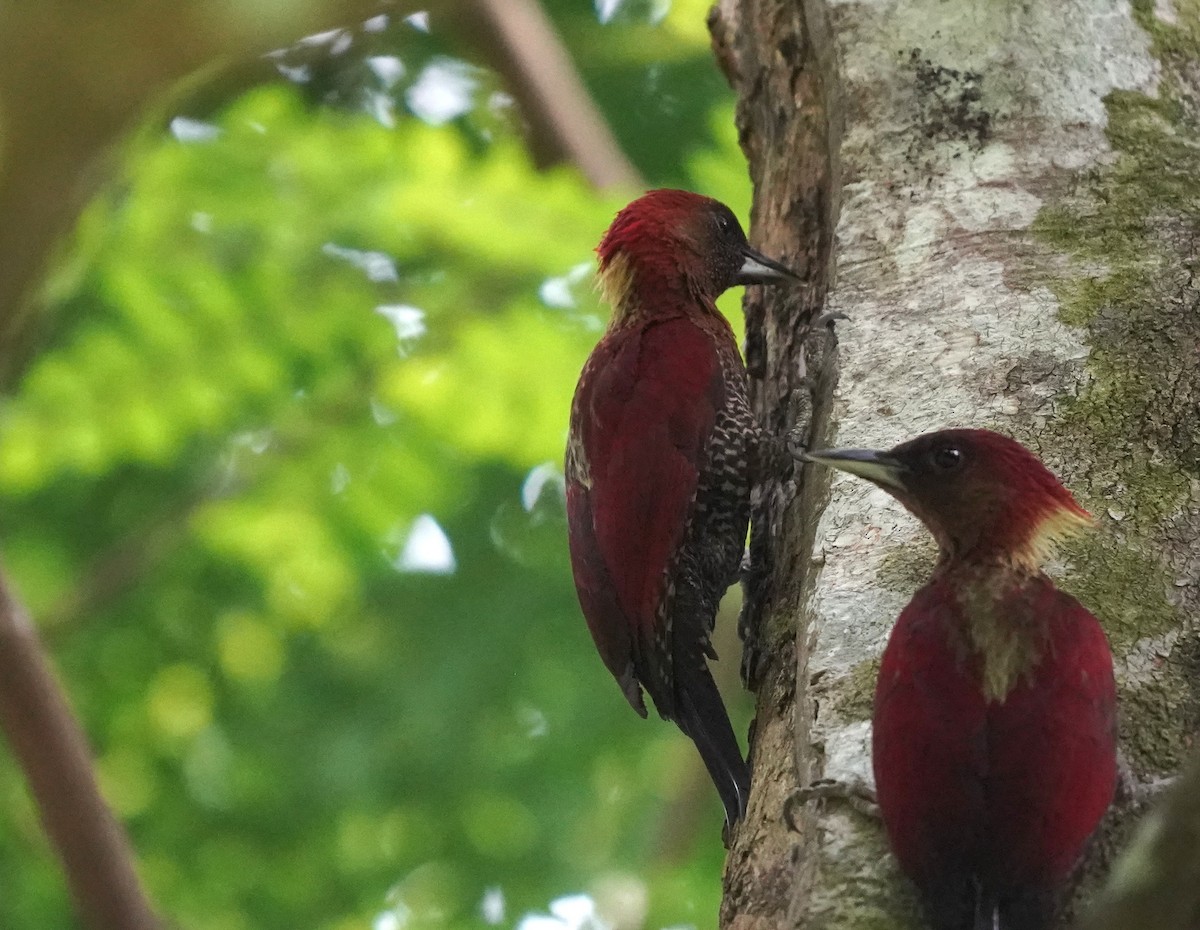 Banded Woodpecker - ML635490109