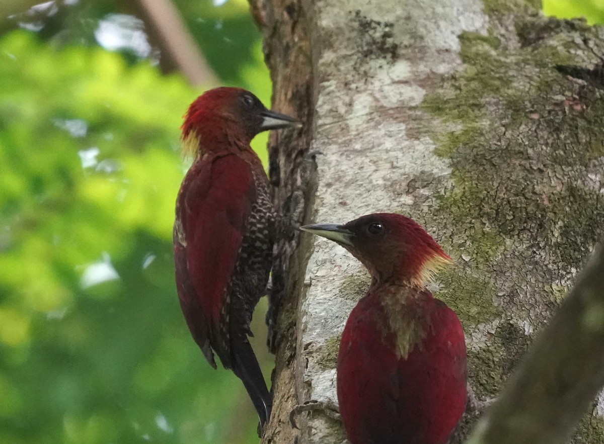Banded Woodpecker - ML635490110
