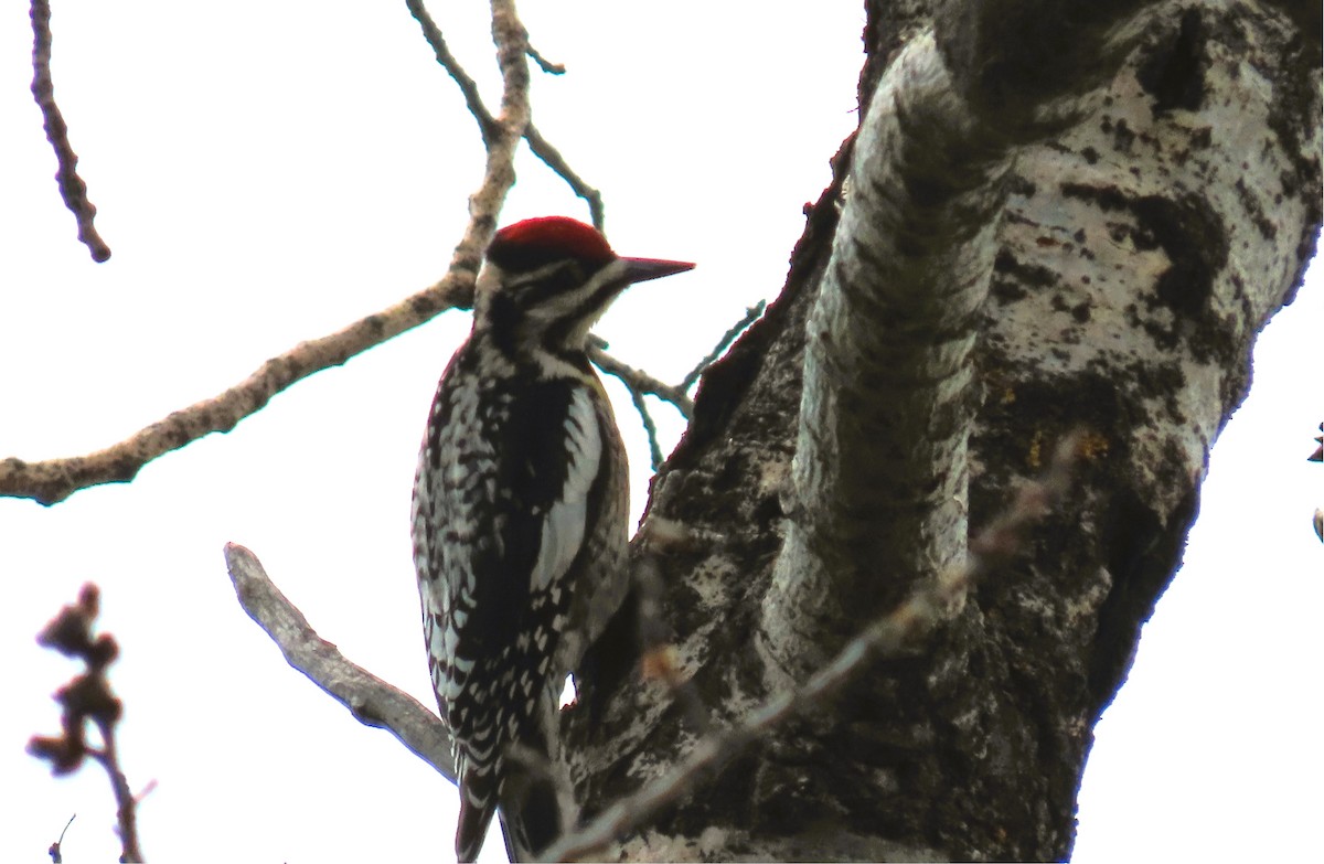 Yellow-bellied Sapsucker - ML635490188