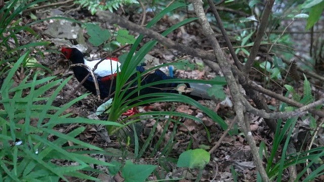 Swinhoe's Pheasant - ML635490219