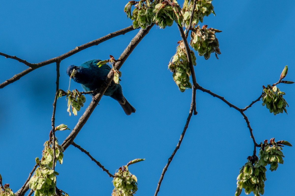 Indigo Bunting - ML635490220