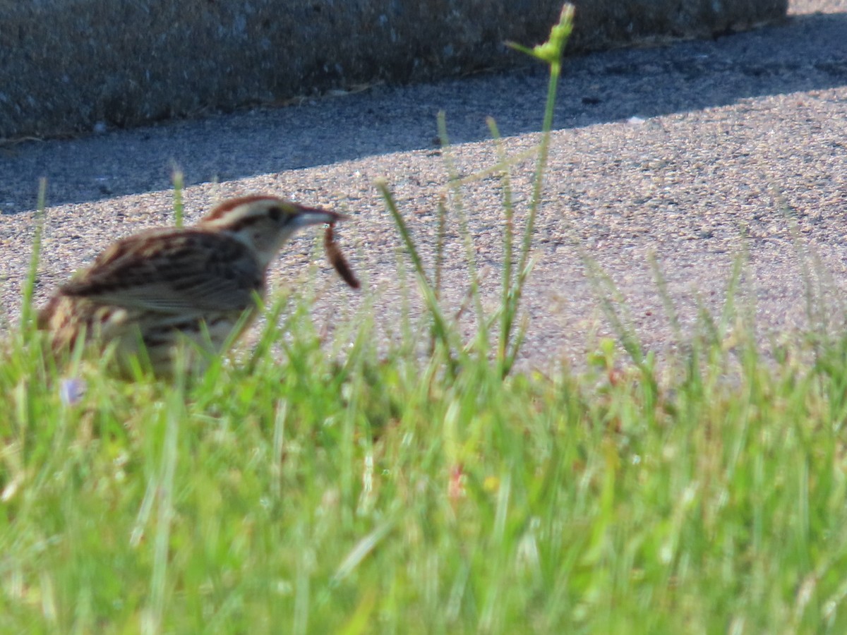 Eastern Meadowlark - ML635490267