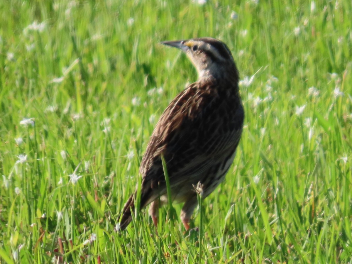 Eastern Meadowlark - ML635490268