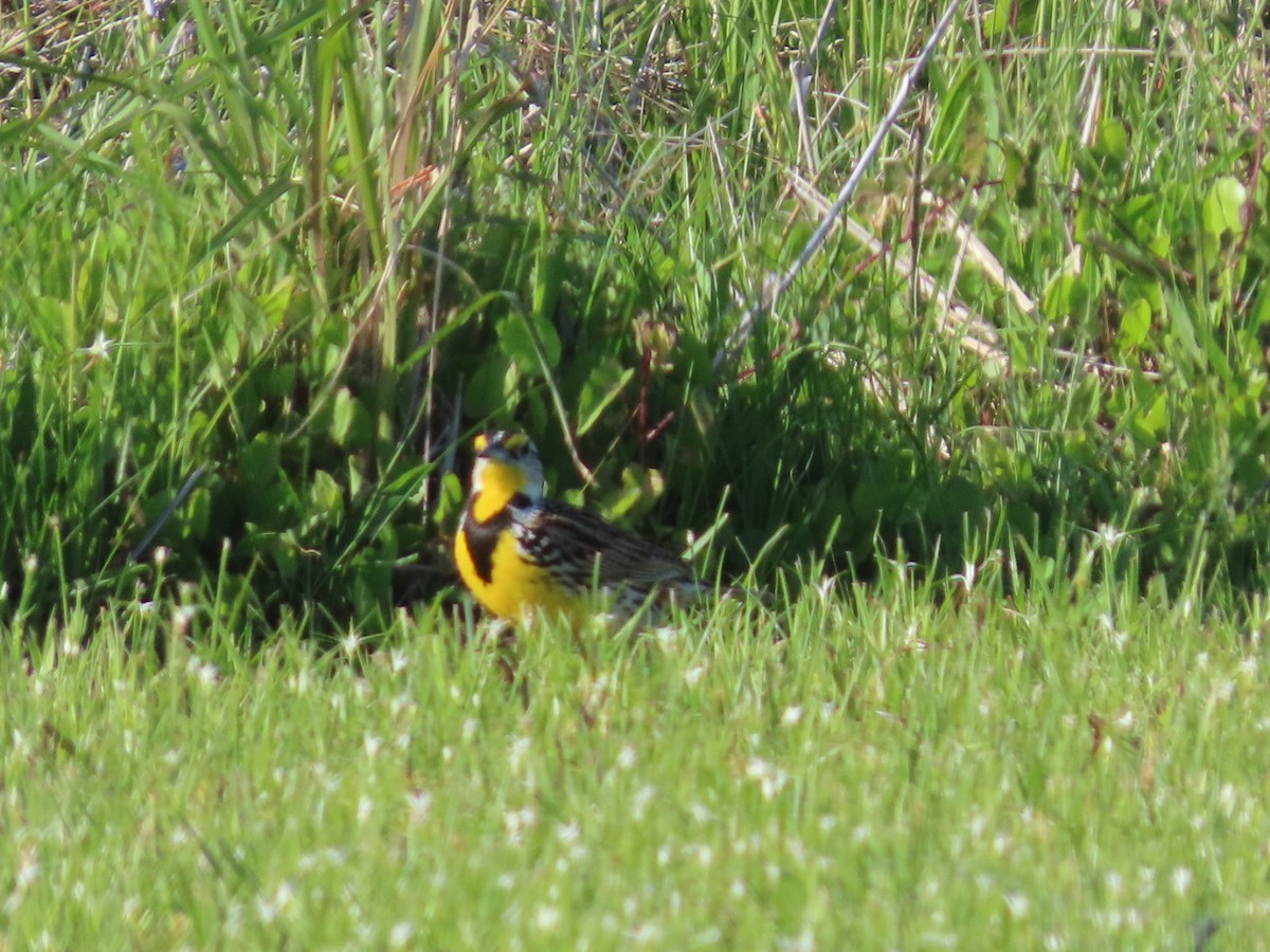 Eastern Meadowlark - ML635490269