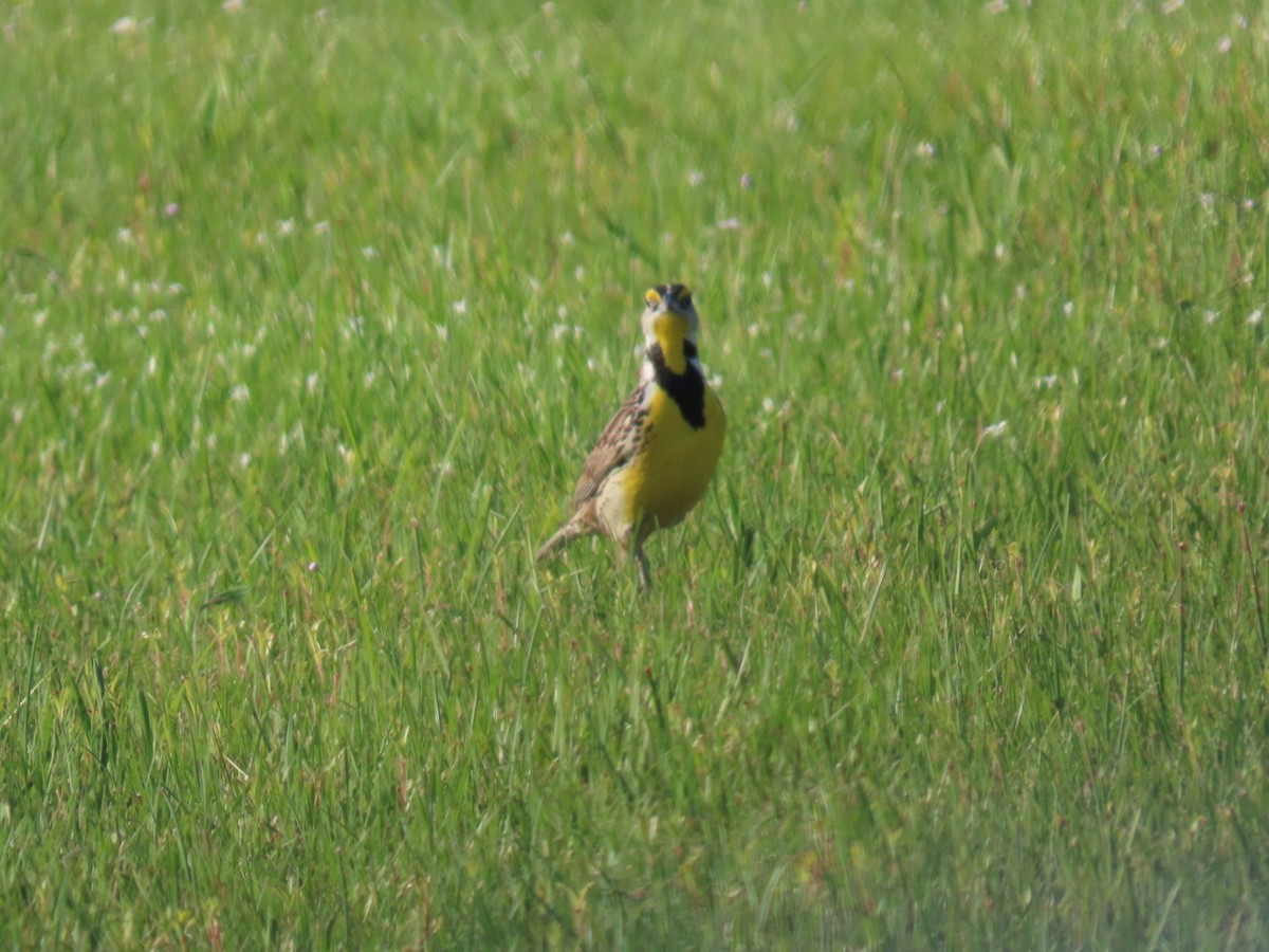 Eastern Meadowlark - ML635490271