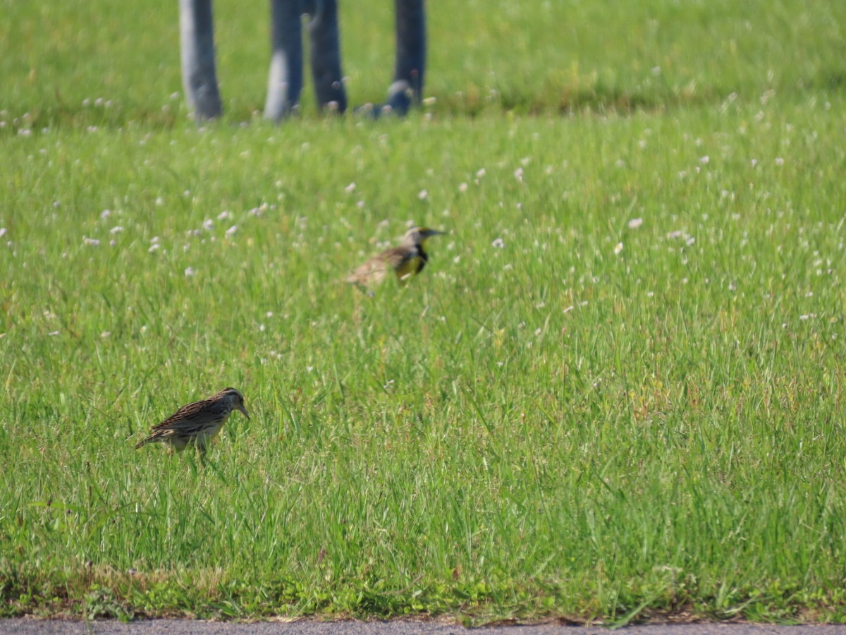 Eastern Meadowlark - ML635490272