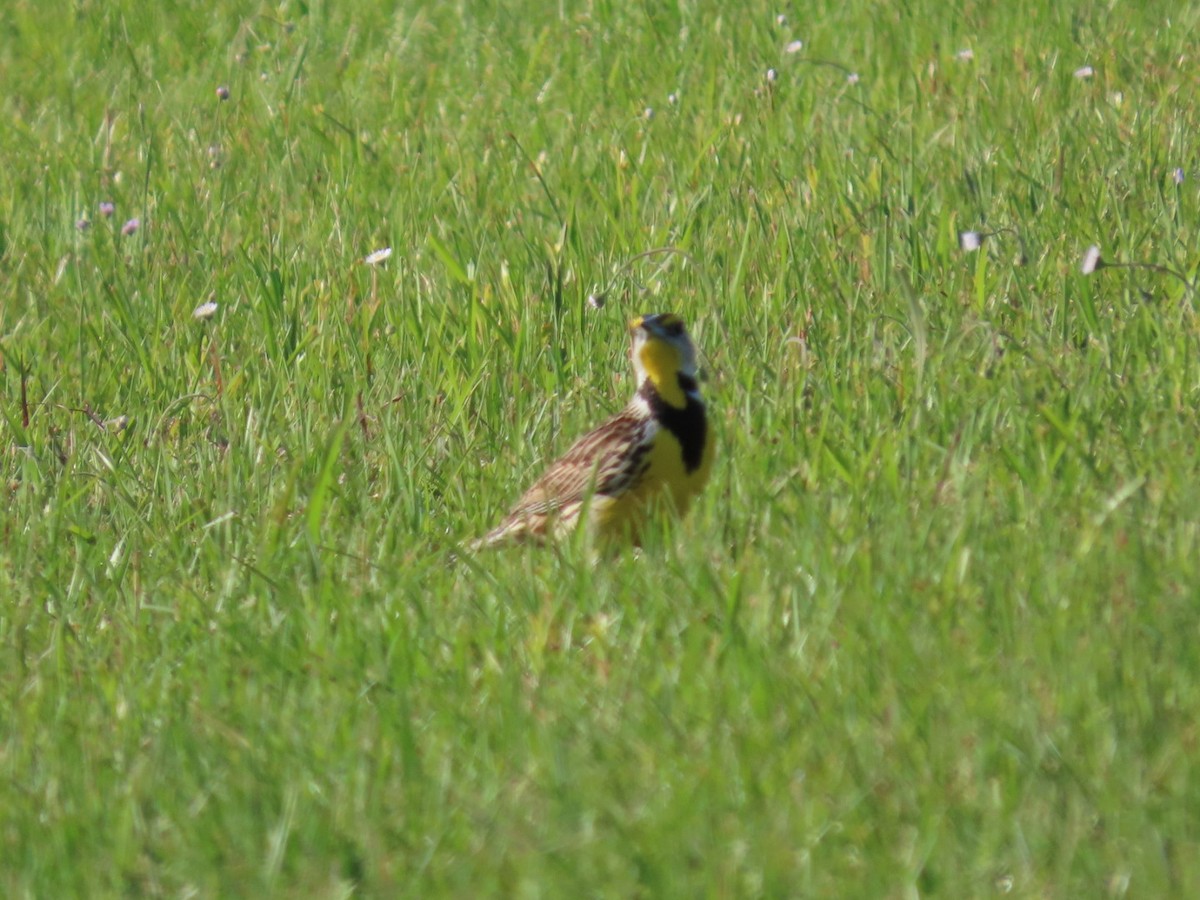 Eastern Meadowlark - ML635490273
