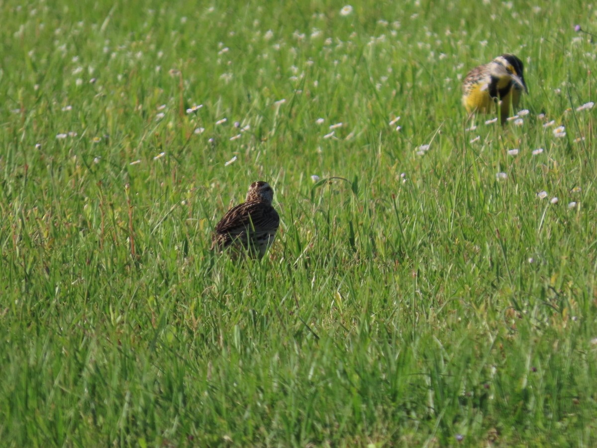 Eastern Meadowlark - ML635490274