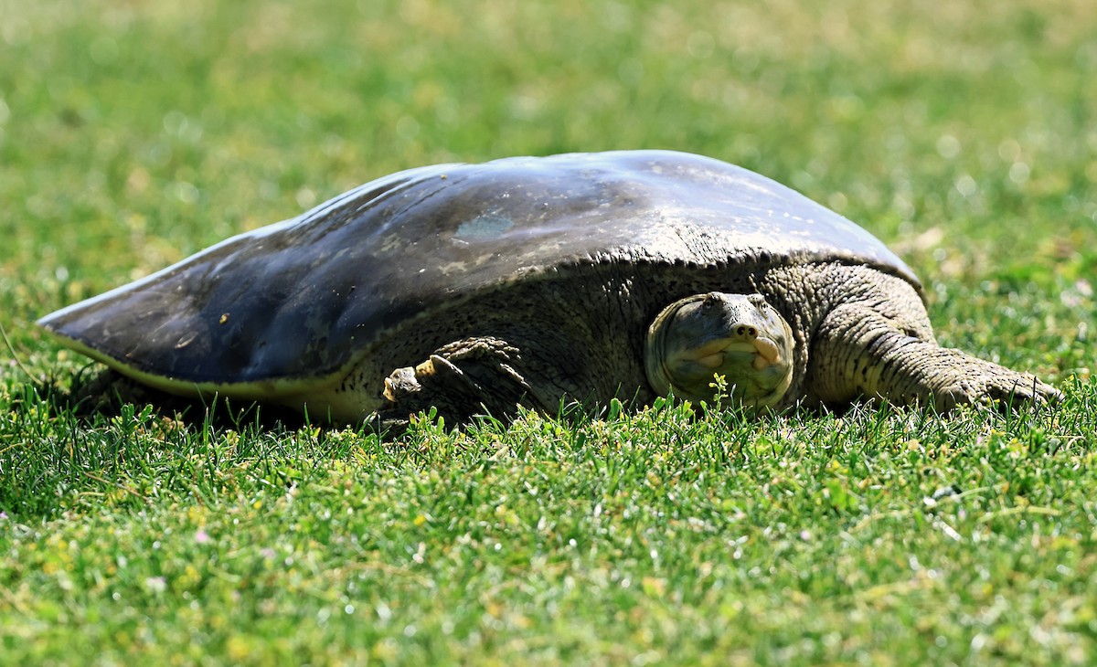 Softshell and Flapshell Turtles - ML635490297