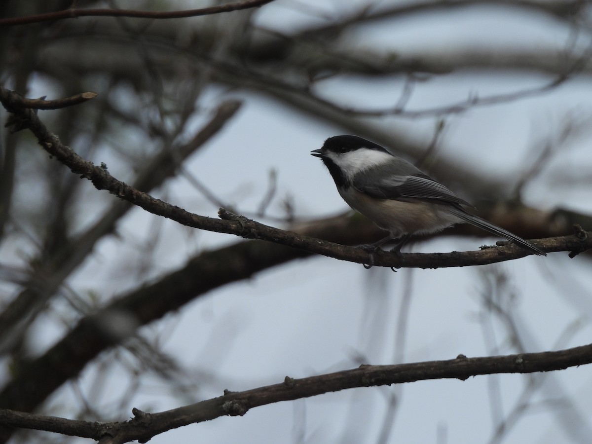 Mésange à tête noire - ML635490298