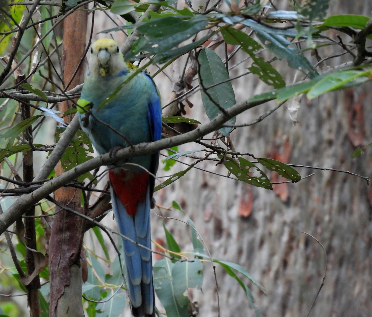 Pale-headed Rosella - ML635490356
