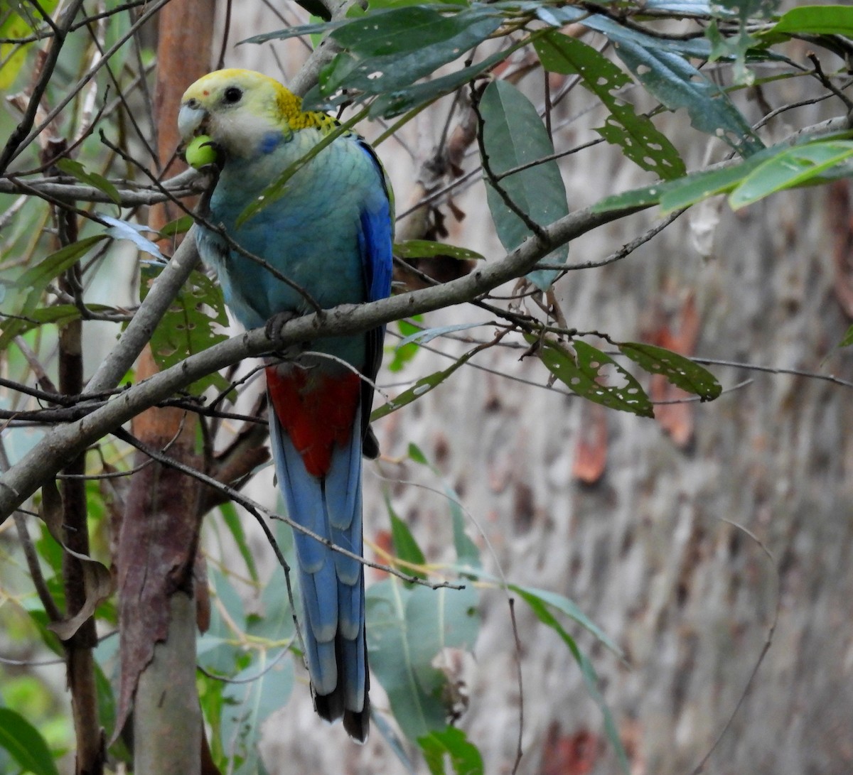 Pale-headed Rosella - ML635490377