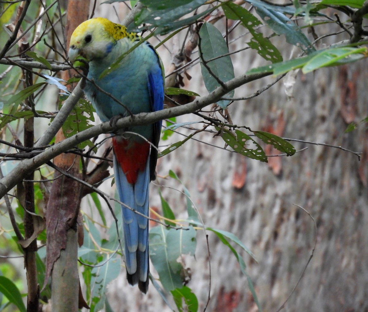 Pale-headed Rosella - ML635490387