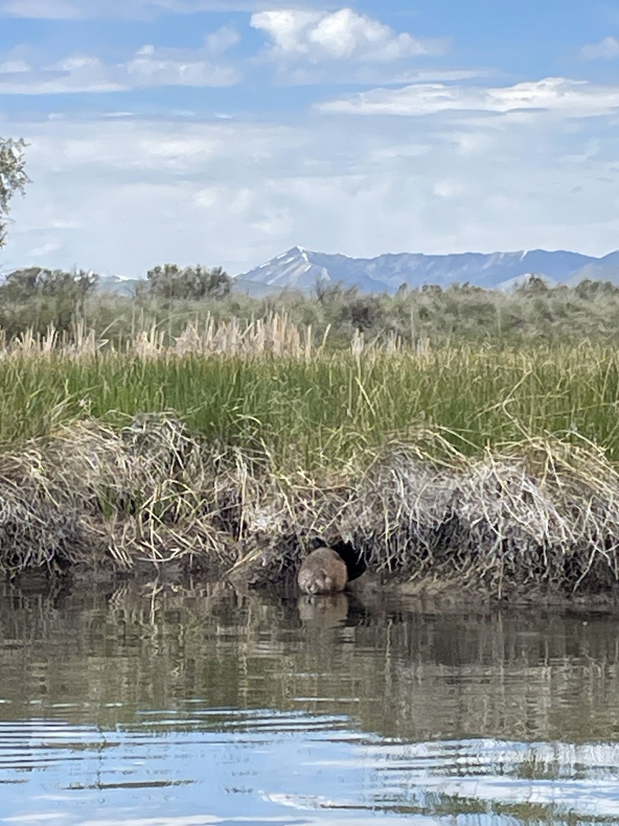 American Beaver - ML635490413