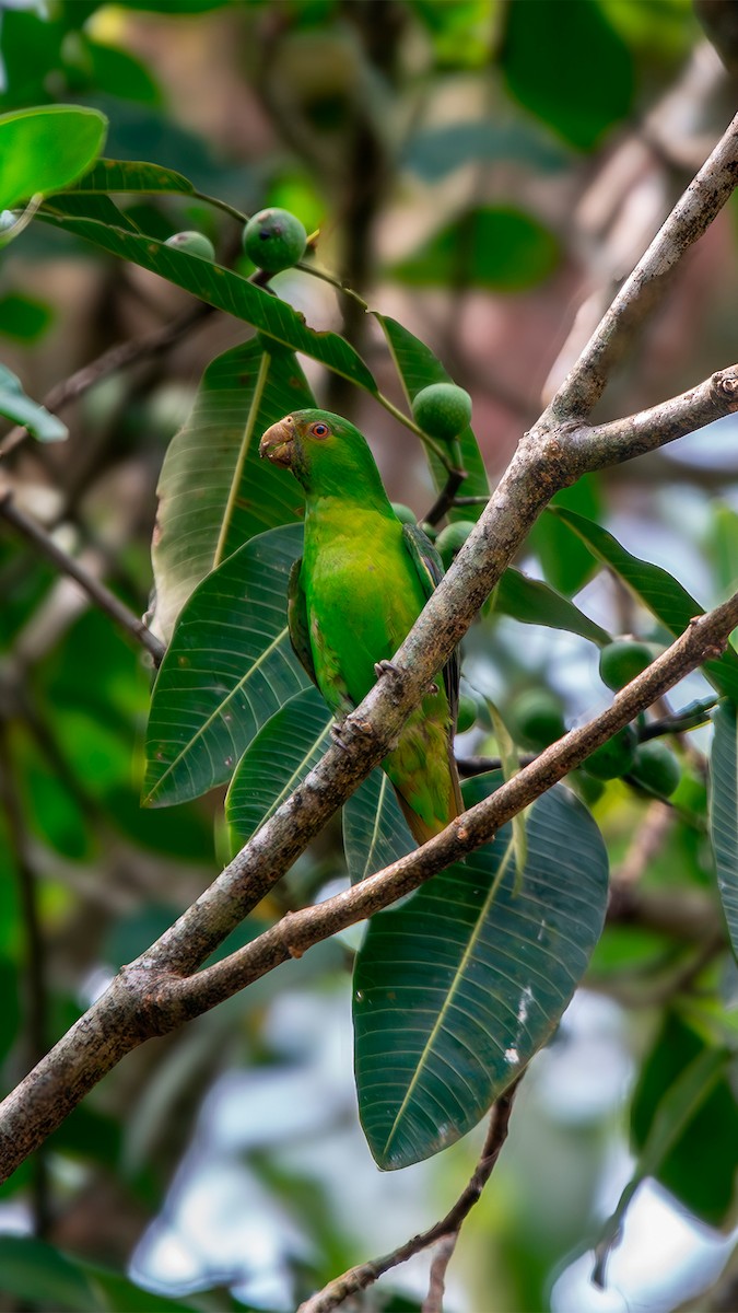 Spot-winged Parrotlet - ML635490435