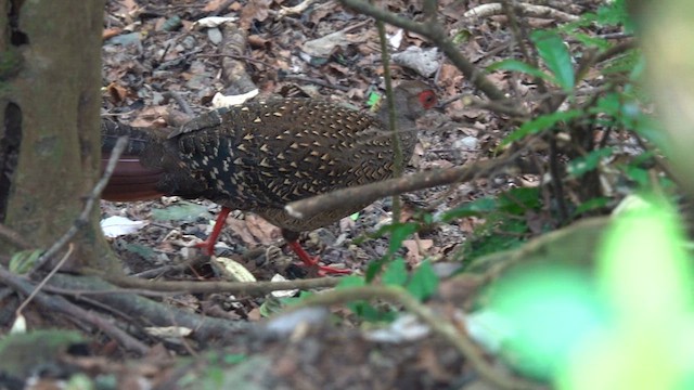 Swinhoe's Pheasant - ML635490479