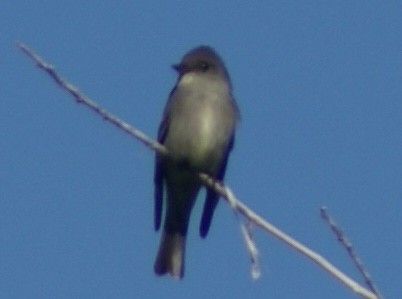 Western Wood-Pewee - ML635490522