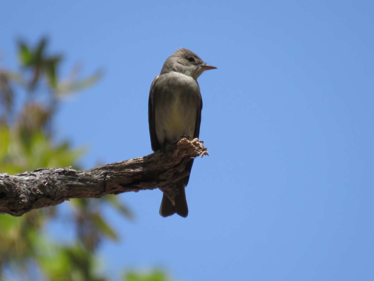 Western Wood-Pewee - ML635490607