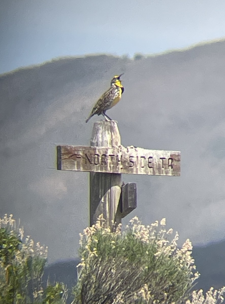Western Meadowlark - ML635490613