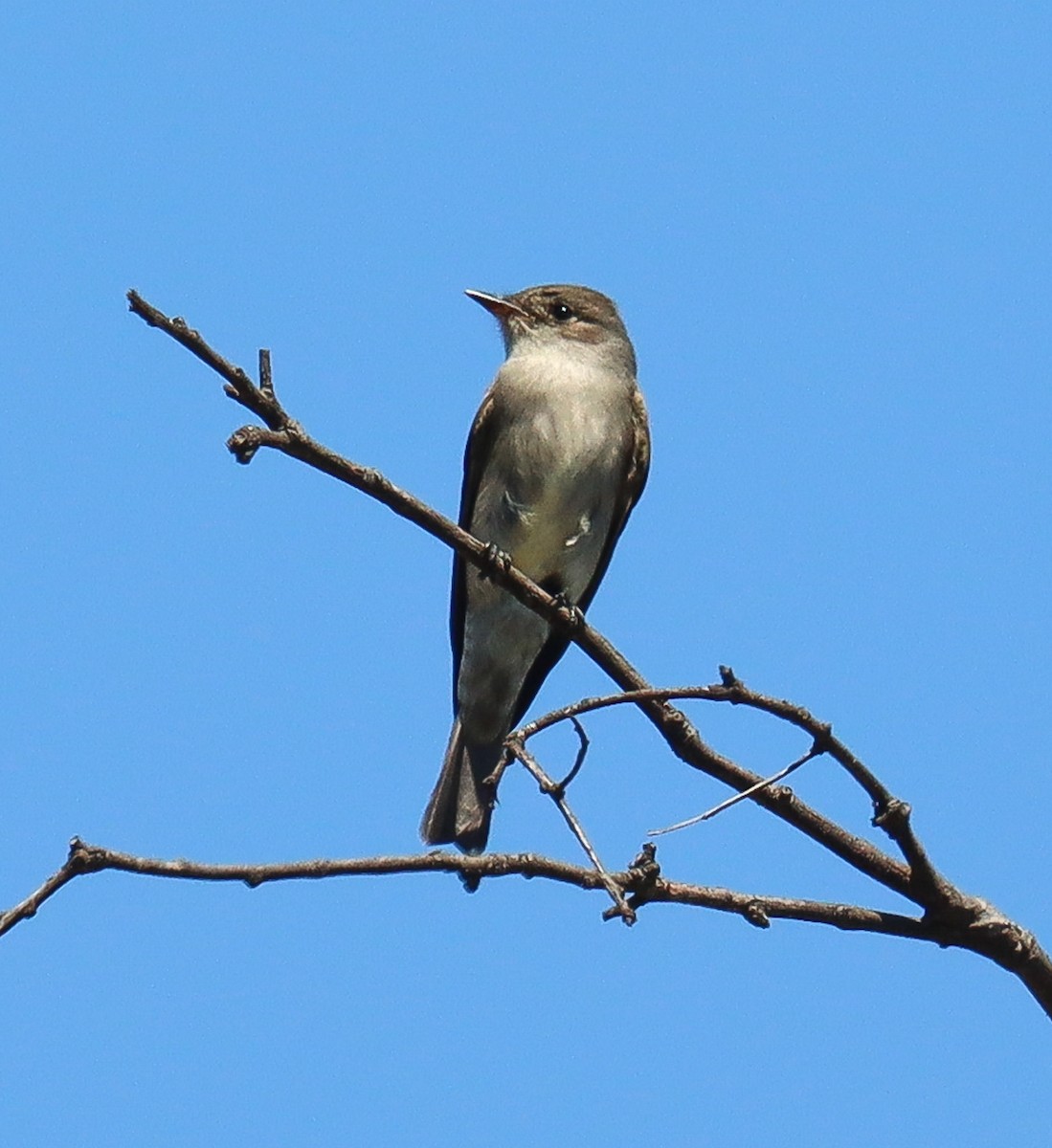 Western Wood-Pewee - ML635490625