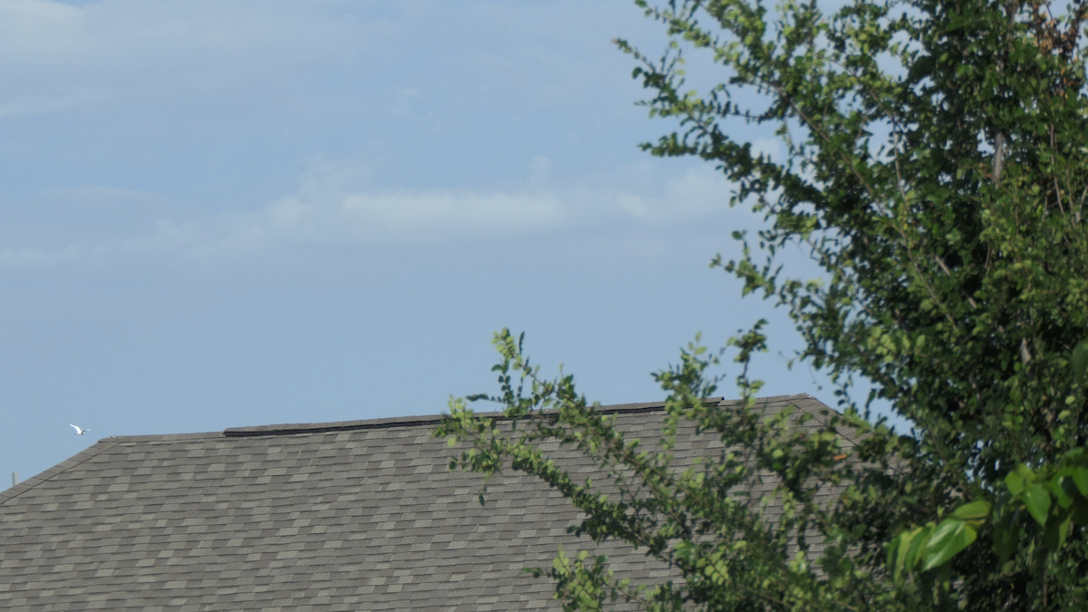 Great Egret - ML635490638