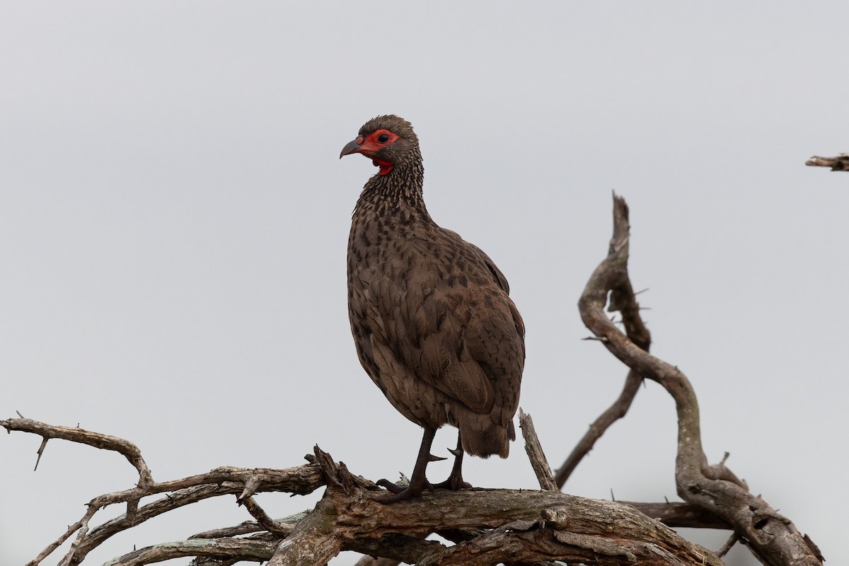 Swainson's Spurfowl - ML635490653