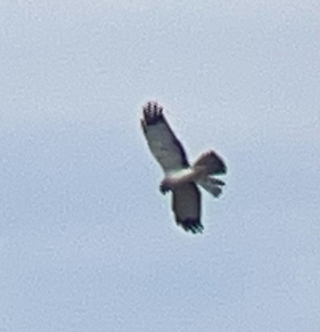 moták severoamerický - ML635490751