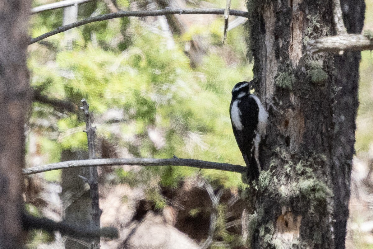 Hairy Woodpecker - ML635490823
